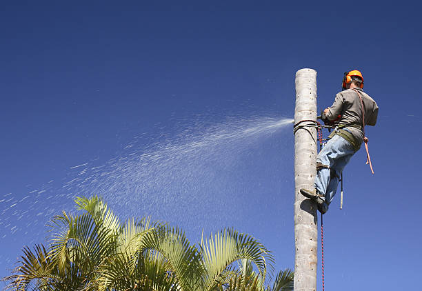 Best Tree Removal  in Guilford Center, CT