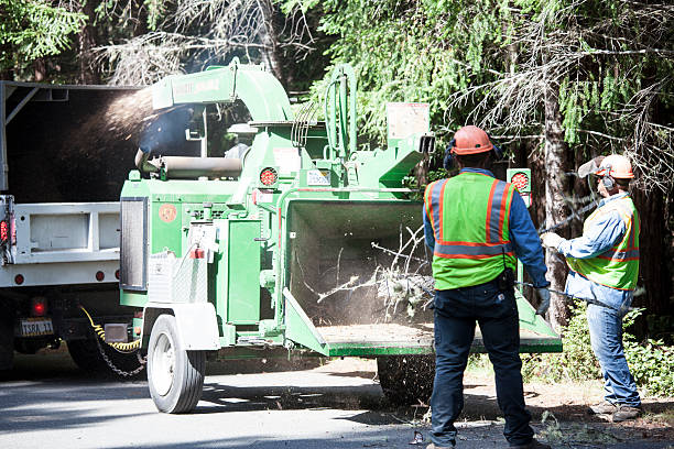 Best Tree Preservation Services  in Guilford Center, CT