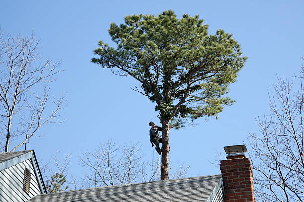 Best Palm Tree Trimming  in Guilford Center, CT