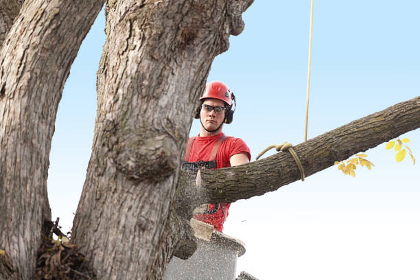 Best Tree Trimming and Pruning  in Guilford Center, CT